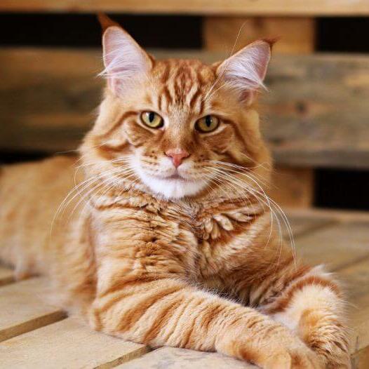 Gold store cat breed